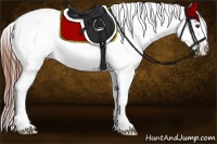 Horse Color:Bay Splash Appaloosa