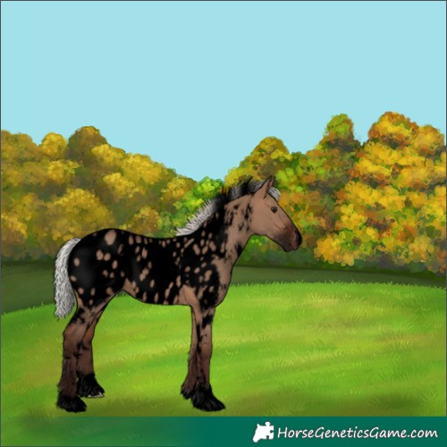 Horse Color:Void White Spotted Silver Brown Dun Appaloosa Rabicano