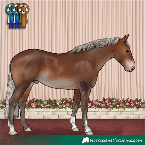 Horse Color:Silver Brown Appaloosa 