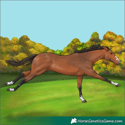 Horse Color:Unknown 