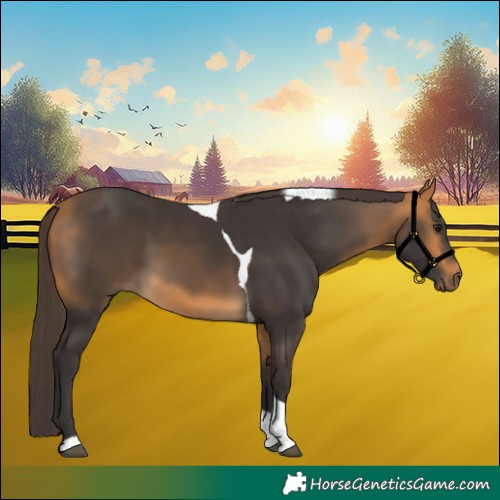 Horse Color:Buckskin Tobiano 