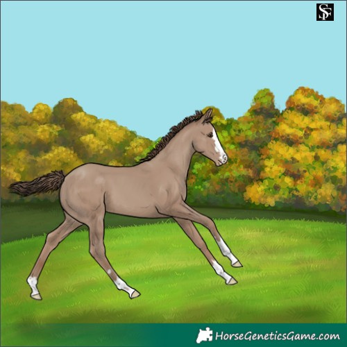 Horse Color:Classic Champagne Skewed Appaloosa 