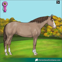 Horse Color:Classic Champagne Skewed LP Spotted 