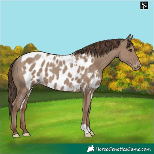 Horse Color:Classic Champagne Skewed LP Spotted