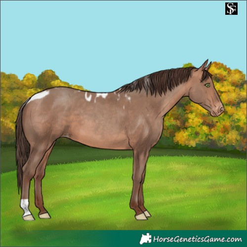 Horse Color:Sable Champagne Skewed LP Spotted 