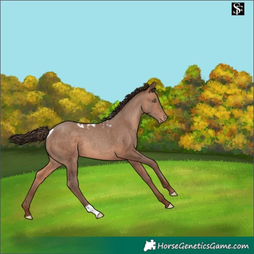 Horse Color:Sable Champagne Skewed Appaloosa 