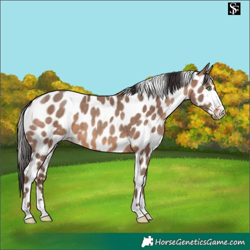Horse Color:Sable Champagne Skewed LP Spotted