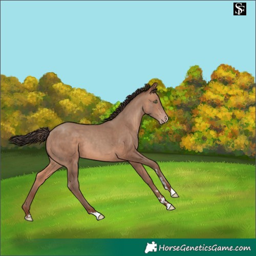Horse Color:Sable Champagne