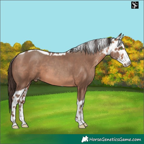 Horse Color:Sable Champagne Skewed LP Spotted