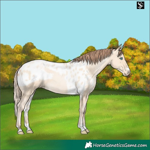 Horse Color:Sable Cream Champagne Pearl Skewed LP Spotted