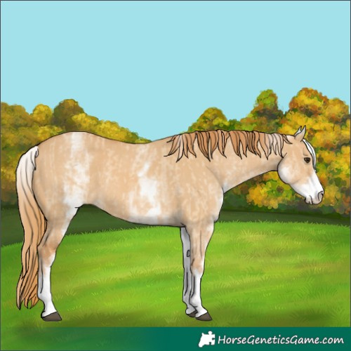 Horse Color:White Spotted Red Dun Rabicano and White Spotted Red Dun Rabicano