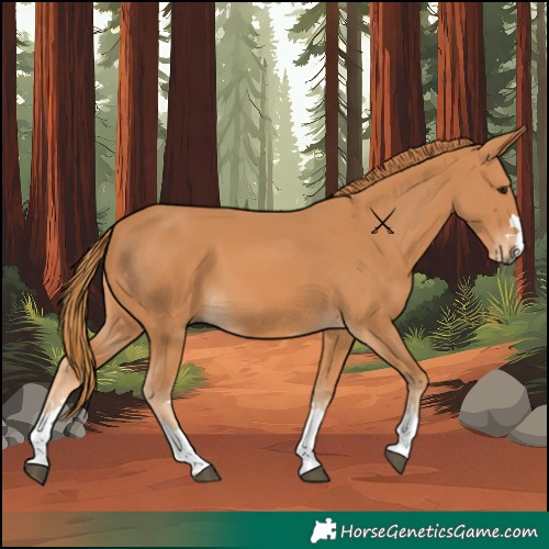 Horse Color:Chestnut 
