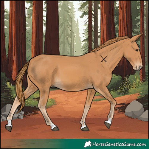 Horse Color:Chestnut 