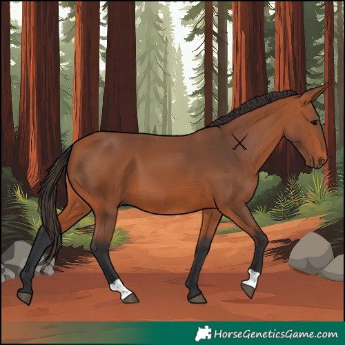 Horse Color:Bay 