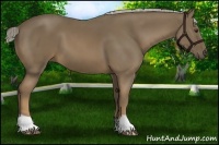 Horse Color:Chocolate Palomino 