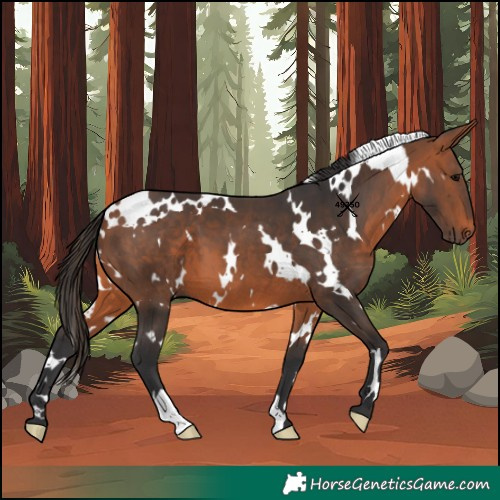 Horse Color:White Spotted Bay 