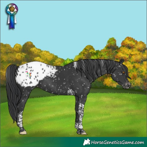 Horse Color:Black Tobiano Appaloosa 