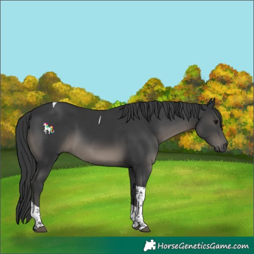 Horse Color:Black Tobiano