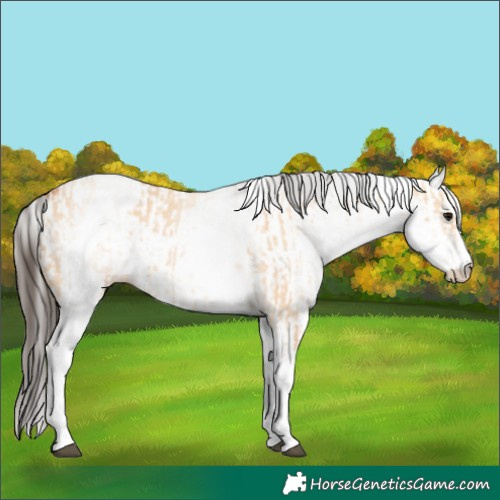Horse Color:White Spotted Bay Dun Rabicano and White Spotted Bay Dun Rabicano