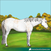 Horse Color:White Spotted Bay Dun Rabicano and White Spotted Bay Dun Rabicano