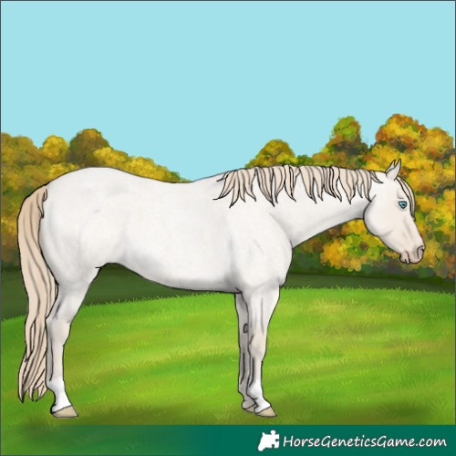 Horse Color:Smoky Creme Roan Dun