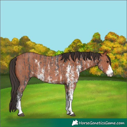 Horse Color:Bay Sabino Rabicano and Bay Sabino Rabicano