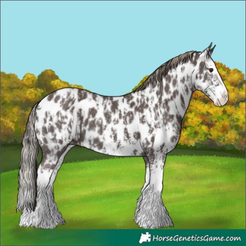 Horse Color:Liver Chestnut Sabino Splash Appaloosa and Liver Chestnut Sabino Splash Appaloosa