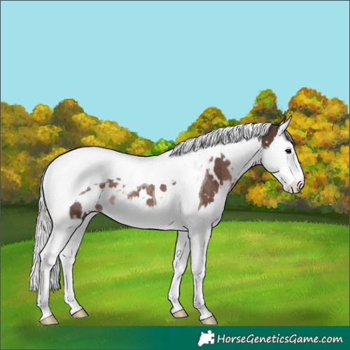 Horse Color:White Spotted Silver Black Splash Tobiano Rabicano 