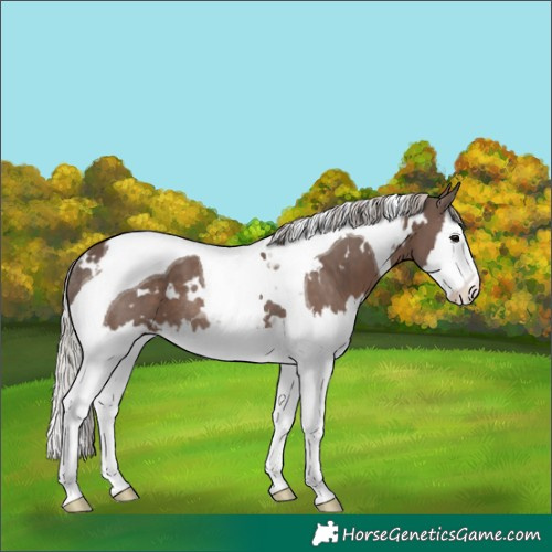 Horse Color:White Spotted Silver Black Splash Tobiano Rabicano 