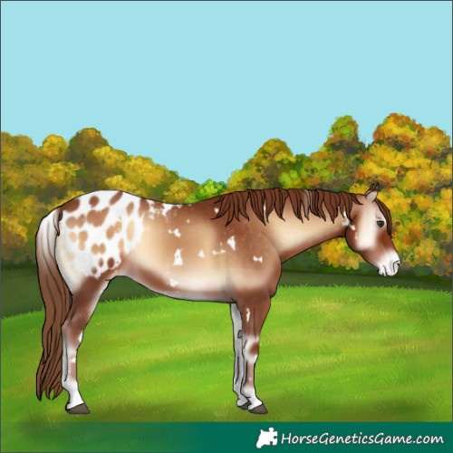 Horse Color:White Spotted Red Onyx Blanket