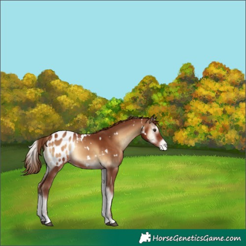 Horse Color:White Spotted Red Onyx Appaloosa 