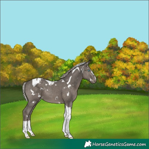 Horse Color:White Spotted Silver Black Splash Tobiano Rabicano