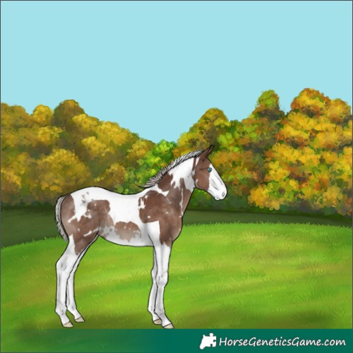 Horse Color:White Spotted Silver Black Splash Tobiano Rabicano 