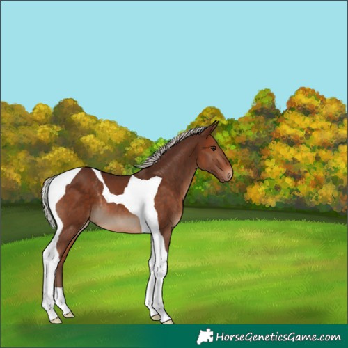 Horse Color:Silver Bay Tobiano 
