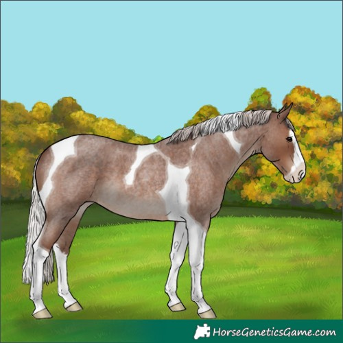 Horse Color:Silver Blue Roan Splash Tobiano 