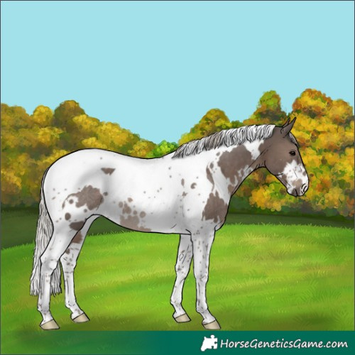 Horse Color:White Spotted Silver Black Tobiano Rabicano 