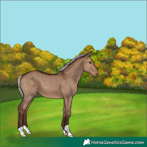 Horse Color:Silver Brown Dun 