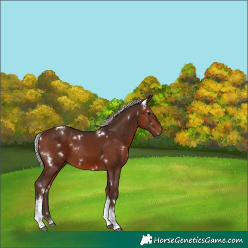 Horse Color:White Spotted Silver Brown Tobiano Rabicano 