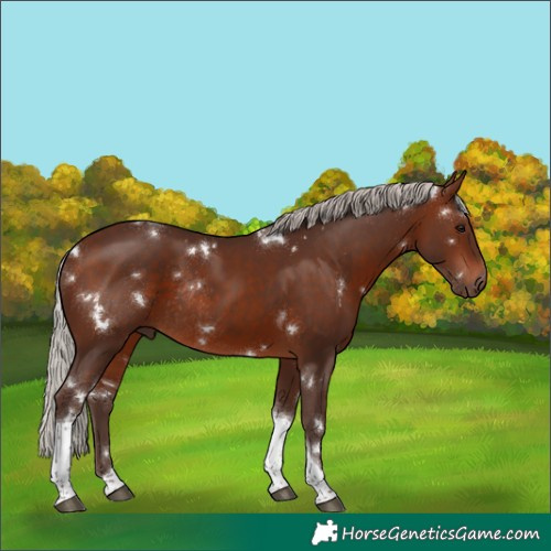 Horse Color:White Spotted Silver Brown Tobiano Rabicano 