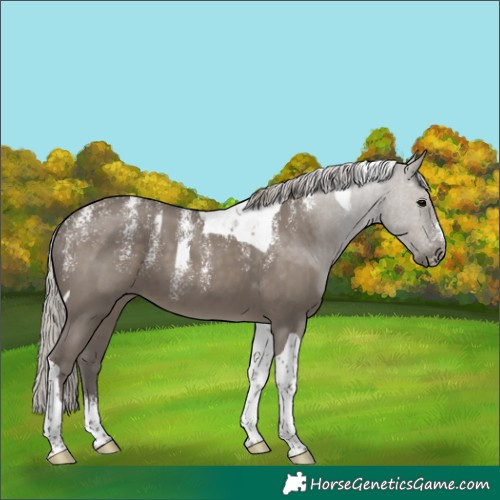 Horse Color:Powder White Silver Grullo Tobiano 
