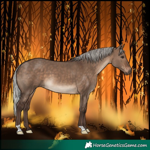 Horse Color:Silver Brown Dun 