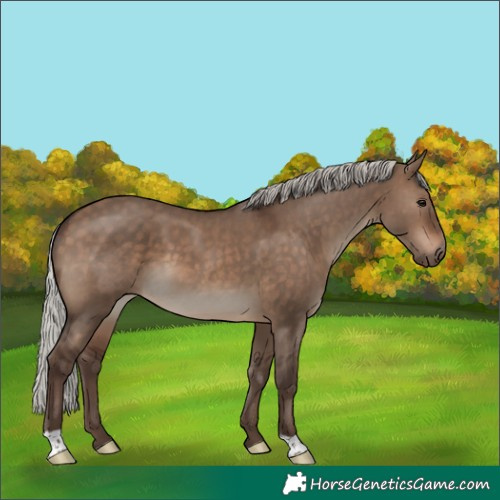 Horse Color:Silver Brown Dun 