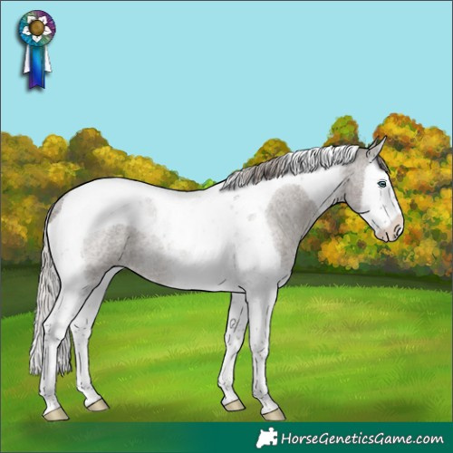 Horse Color:Silver Blue Roan Splash Tobiano Rabicano 