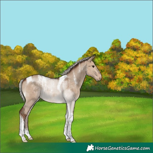 Horse Color:Powder White Silver Brown Dun Tobiano