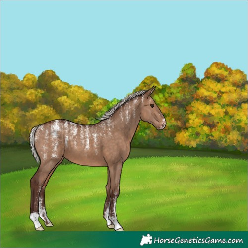 Horse Color:Powder White Silver Brown Dun 