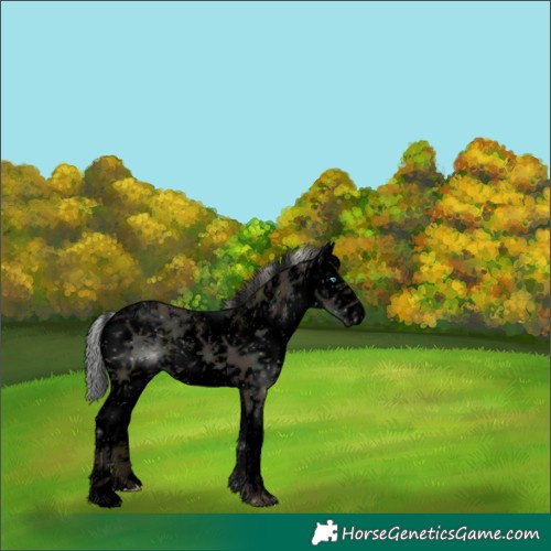 Horse Color:Void Watercolor White Spotted Midnight Silver Sable Champagne Dun Sabino Splash 