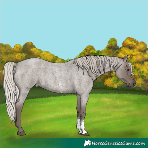 Horse Color:Silver Blue Roan Sabino 
