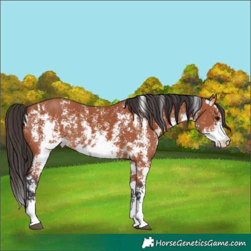 Horse Color:Bay Sabino Rabicano  and Bay Sabino Rabicano 