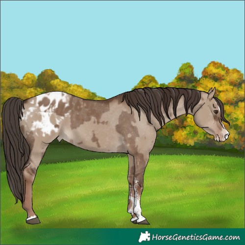 Horse Color:Liver Red Dun Sabino Splash Appaloosa  and Liver Red Dun Sabino Splash Appaloosa 