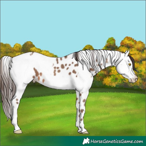 Horse Color:Amber Champagne Appaloosa and Amber Champagne Appaloosa
